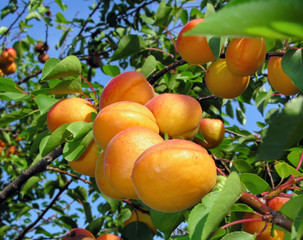 apricot branch