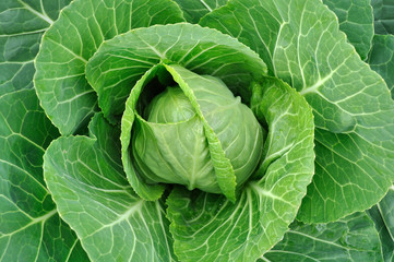 Fototapeta premium fresh green cabbage