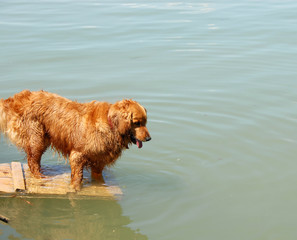 Golden retriever by water