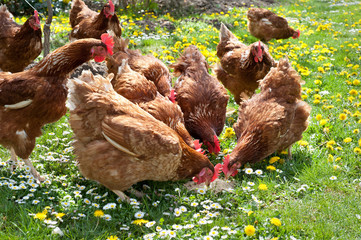 poultry in field
