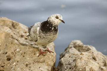 Paloma