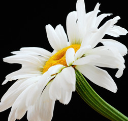 Beautiful daisy flower