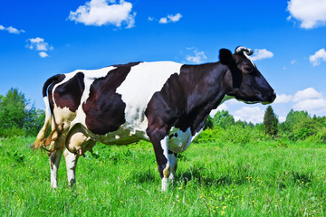 cow on green field