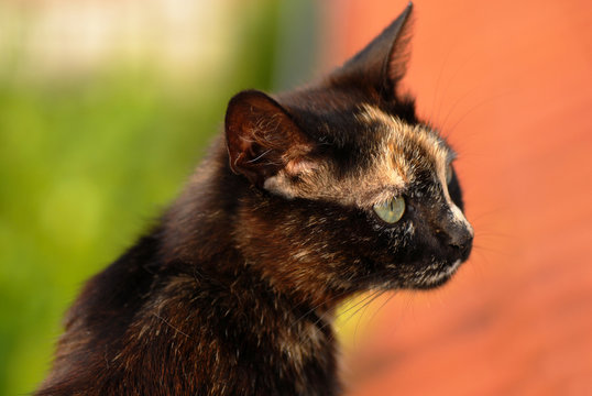 Black cat portrait