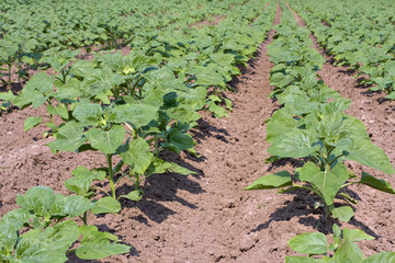 Green sunflower field