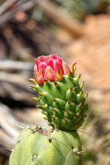 Kaktusblüte