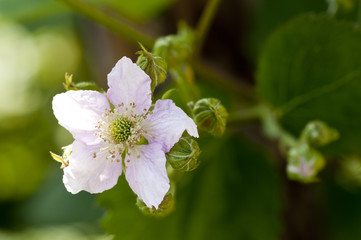 ブラックベリーの花