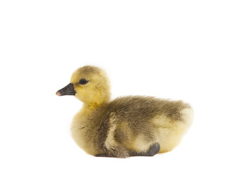 little gosling isolated