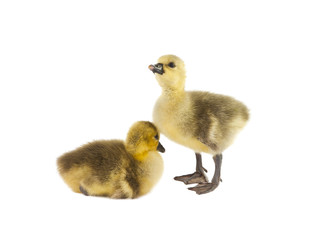 little gosling isolated
