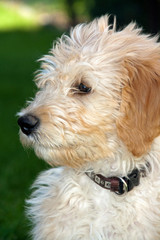 Portrait golden doodle