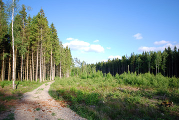 Wald-Landschaft (Schweden) © Kitty