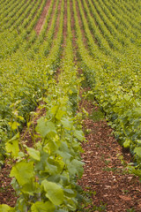 Fototapeta na wymiar Vineyards near to the town of beaune in burgundy, France.