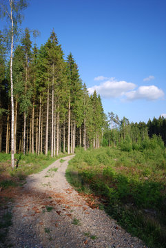 Wald-Landschaft (Schweden)