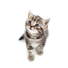 top view of young cat isolated on white background