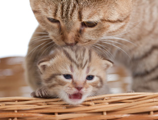 Fototapeta na wymiar Adorable mały kotek z kotem matka w koszyku