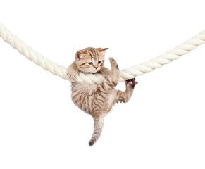 little cat clutching at rope isolated on white background