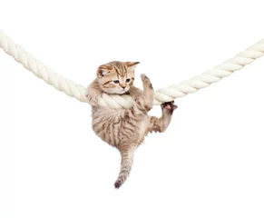 Washable wall murals Cat little cat clutching at rope isolated on white background