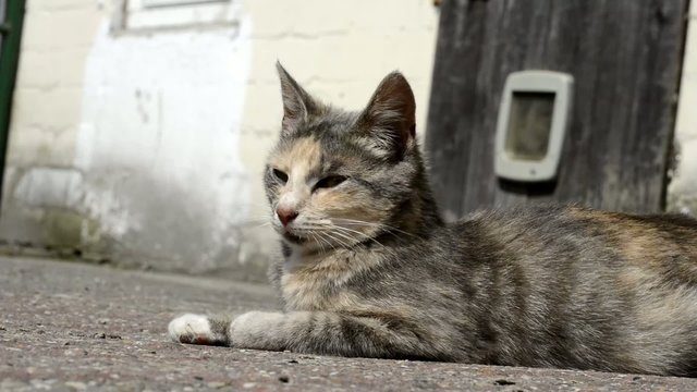 Getigerte Katze