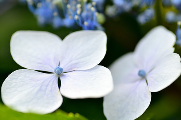 白い紫陽花のクローズアップ