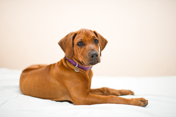 Cute rhodesian ridgeback puppy