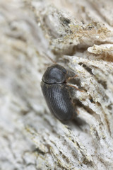 Xyletinus beetle on oak, extreme close-up
