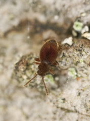 Ant like stone beetle, Scydmaenidae on wood