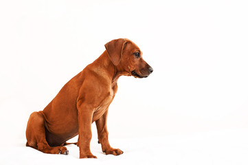 Cute rhodesian ridgeback puppy