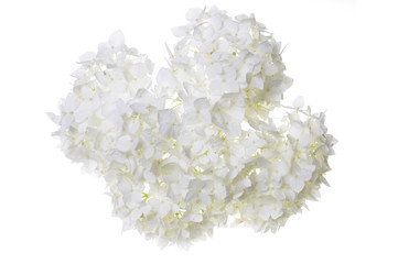 Witte bloemhortensia op wit wordt geïsoleerd