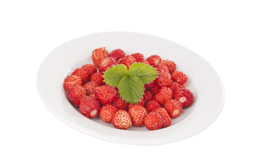 Wild Strawberry