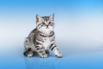 Fototapeta premium Britain's little kitten