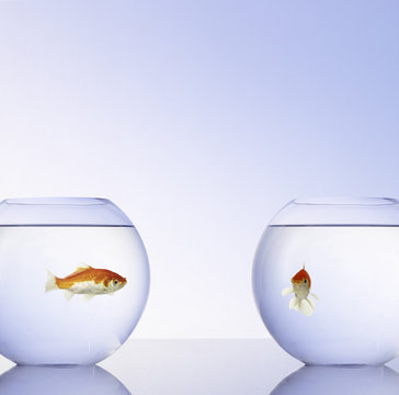 Goldfische in 2 Gl&auml;sern