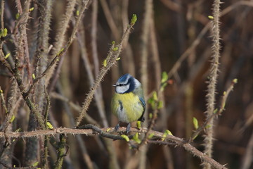 Blue Tit