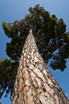 Trunk and branches of Stone Pine (Pinus pinea)