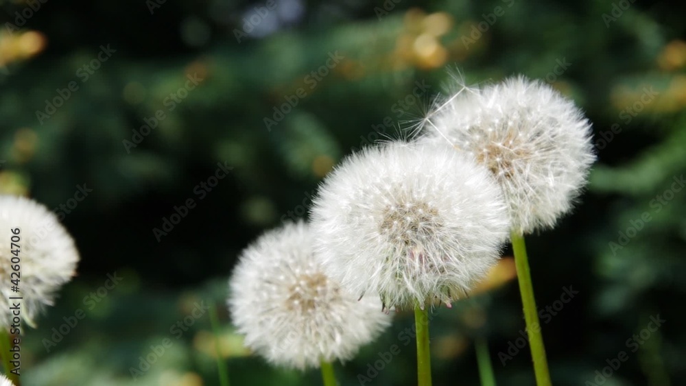 Wall mural Pusteblume vid 01