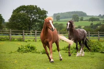 Afwasbaar Fotobehang Paardrijden Moody mare