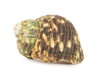 Sea shell isolated on a white
