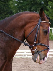 Fototapeta premium Bay dressage horse portrait