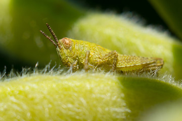 The small grasshopper