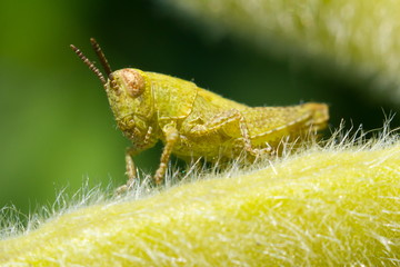 The small grasshopper