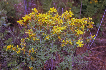 Hipérico en flor, hypericum perforatum