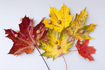 bunte Ahornblätter mit Haselnüssen