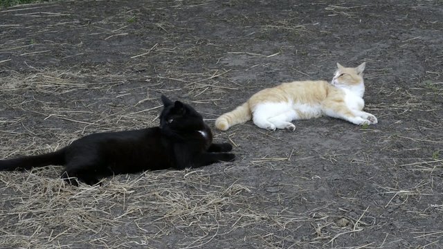 Zwei Katzen