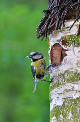 Mésange Bleue nourissage