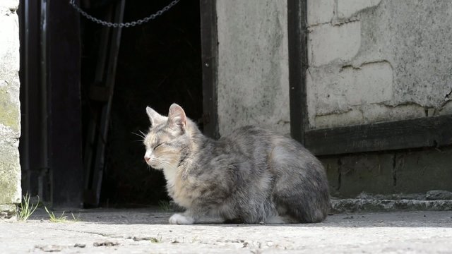 Eine Katze