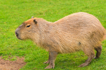 Capybara
