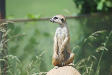 Meerkat (Suricata suricatta) portrait , desert wildlife