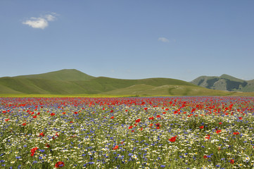 Campo fiorito 2012