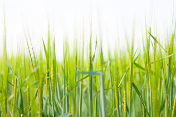 Closeup of barley ears against white background