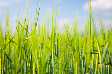 Closeup of barley ears against blue sky