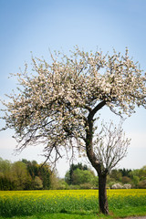 Blossoming apple tree on a lovely sunny spring day